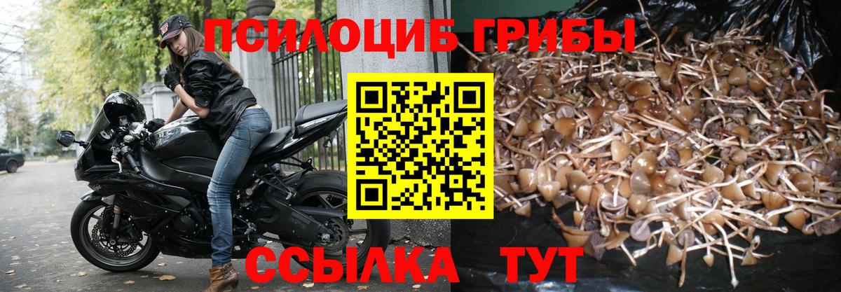 Галлюциногенные грибы Psilocybe Нефтекумск