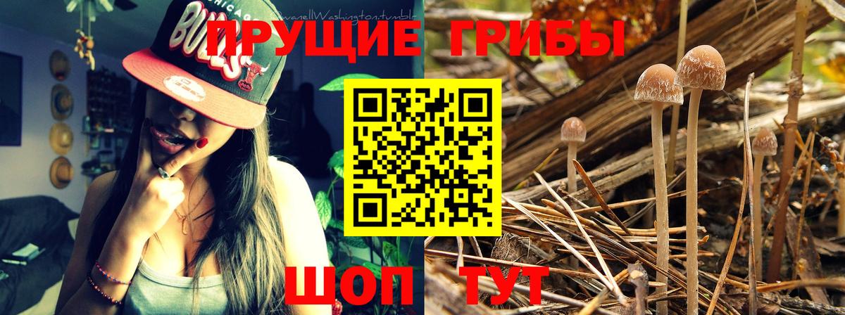 Галлюциногенные грибы GOLDEN TEACHER  Вход с VPN  Нефтекумск 